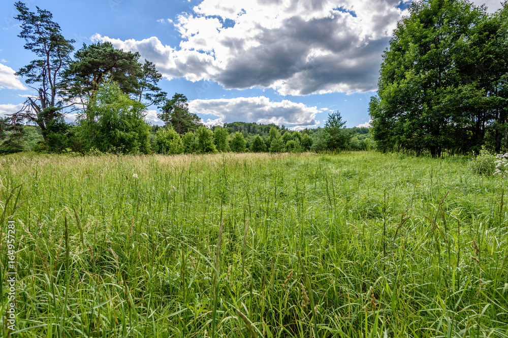 sunny meadow with flowers and green grass. low vantage point sunny meadow with flowers and green grass. low vantage point