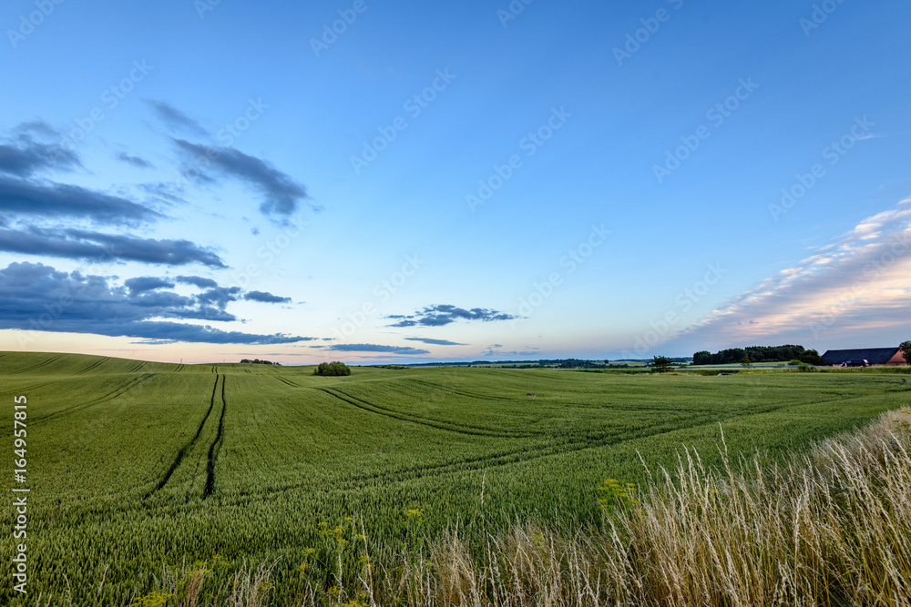 wheat fields in summer with young crops