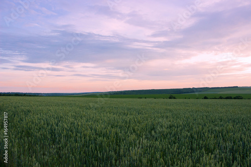 Colorful sunset ower  wheat field.Summer evening.Village landscape.Selective focus