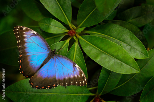 Tropic nature in Costa Rica. Blue butterfly, Morpho peleides, sitting on green leaves. Big butterfly in forest. Dark green vegetation. photo