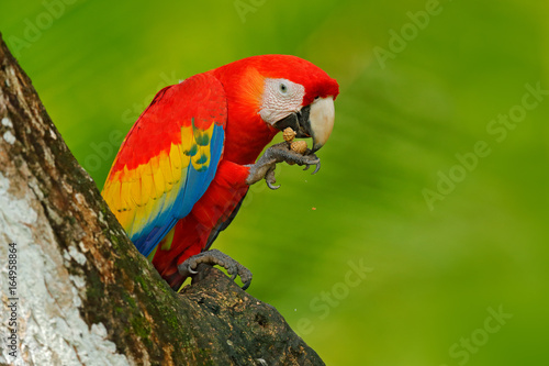 Parrot Scarlet Macaw, Ara macao, in green tropical forest with nut, Costa Rica, Wildlife scene from tropic nature. Red bird in the forest. Parrot in the green jungle habitat. Red parrot near hole.
