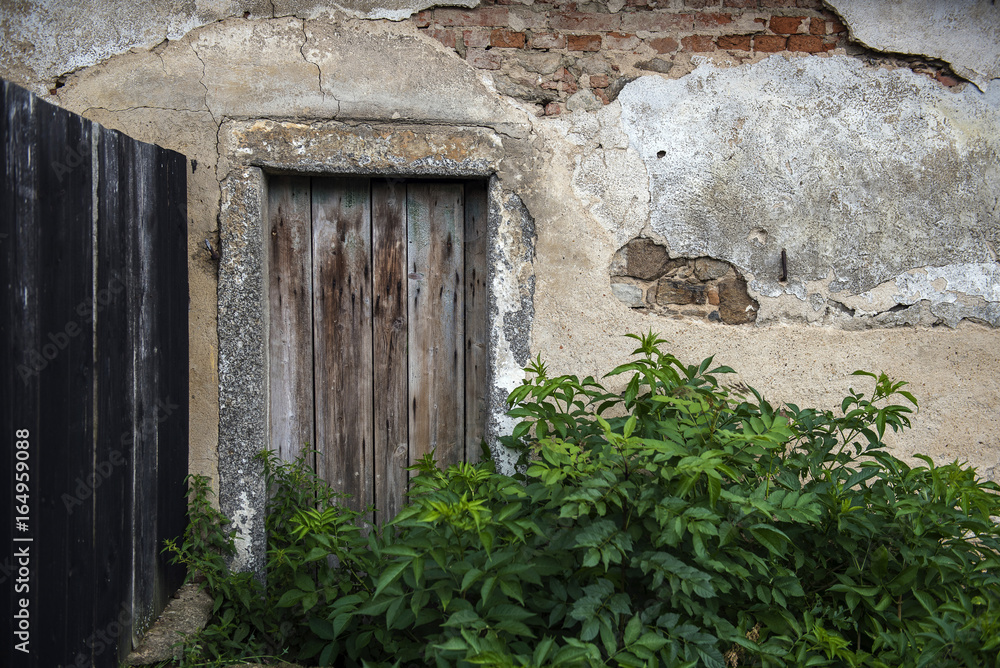 old wall with peeling plaster and wooden door behind a bush old wall with peeling plaster and wooden door behind a bush