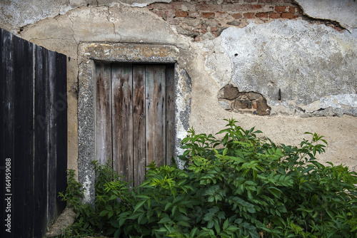 old wall with peeling plaster and wooden door behind a bush © Vladimira