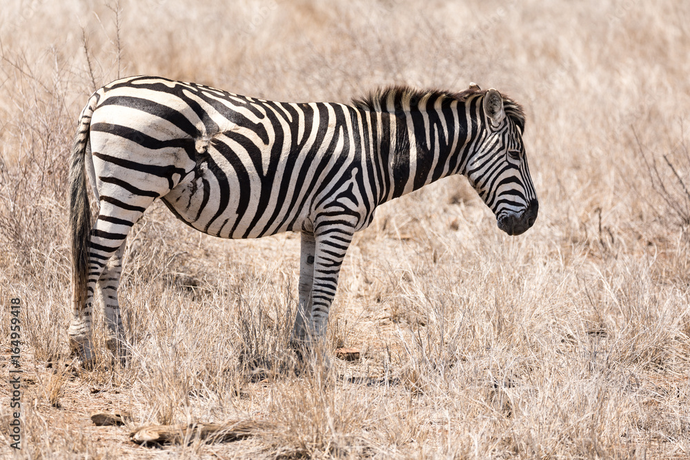 Zebra with scars from predator attack Zebra with scars from predator attack