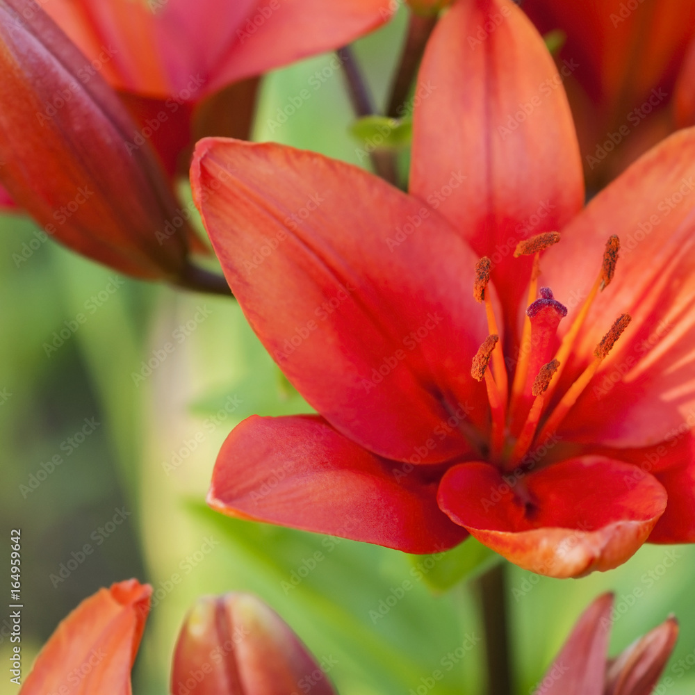 Orange blooming lily with buds, close-up Orange blooming lily with buds, close-up