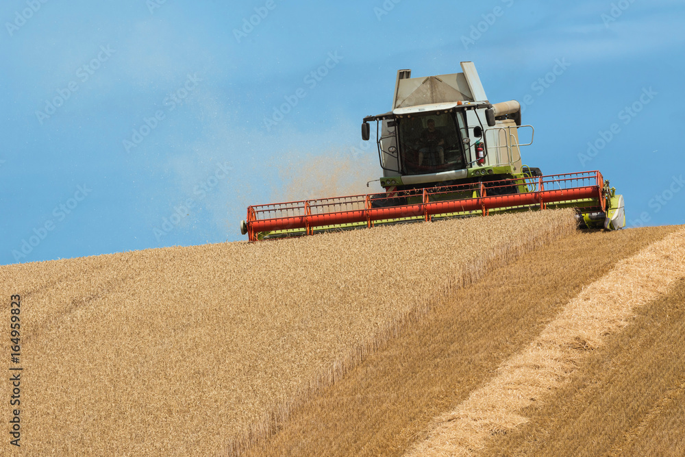 Fototapeta premium Harvest of wheat