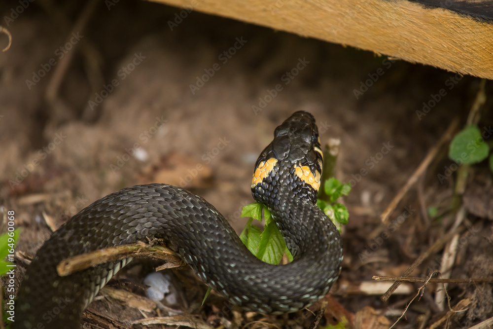 Obraz premium A beautiful closeup of a grass snake on a ground in meadow. Reptile portrait.