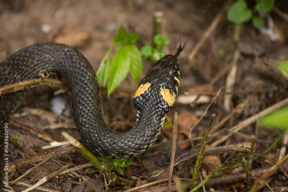 Fototapeta premium A beautiful closeup of a grass snake on a ground in meadow. Reptile portrait.