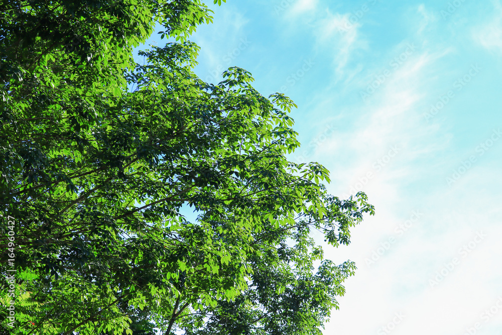 Fototapeta premium branch leaf of rubber tree beautiful in forest on blue sky background