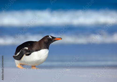 Sea wave with bird. Gentoo penguin with dark blue sea, Falkland Islands. Wildlife scene from wild nature. White beach with wave and bird.