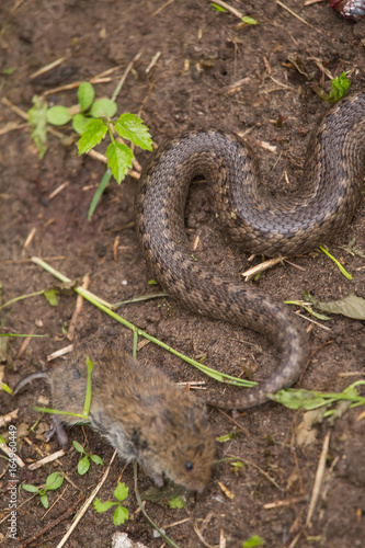 A dramatic closeup of a viper with a cought dead mouse. Circle of life.