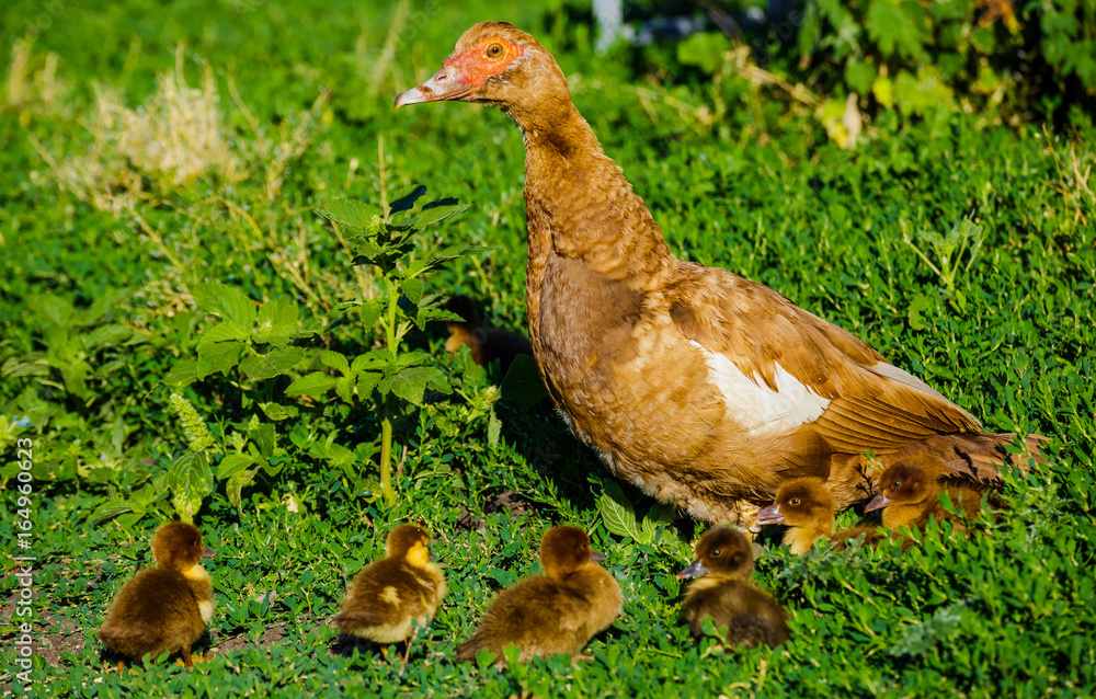 Fototapeta premium Muscovy duck with ducklings on green grass.