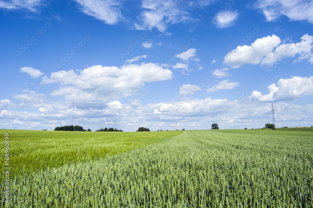 Green field, blue sky and white clouds Green field, blue sky and white clouds