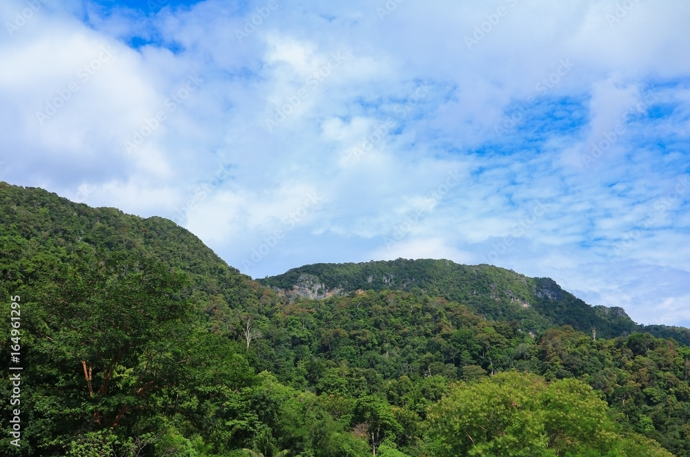 rain forest  tropic landscape under sunlight in the  summer with blue sky background