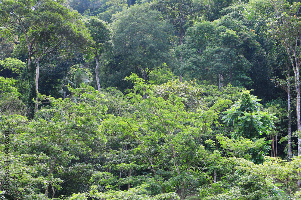 rain forest tropic landscape under sunlight in the summer with blue sky background rain forest tropic landscape under sunlight in the summer with blue sky background