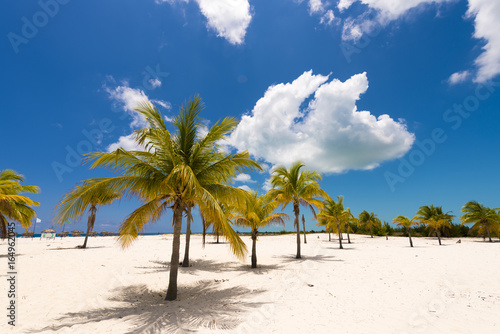 Fototapeta Naklejka Na Ścianę i Meble -  White sand and palm trees on the beach Playa Sirena, Cayo Largo, Cuba. Copy space for text.