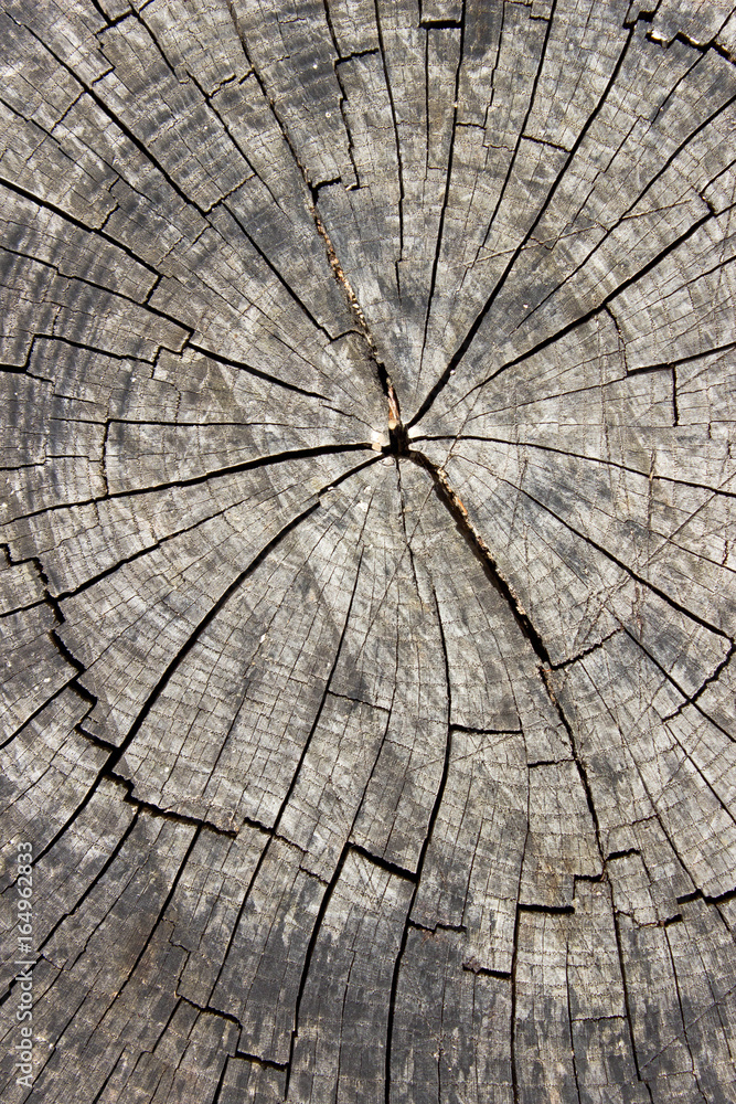 Fototapeta premium Old dry log texture as background