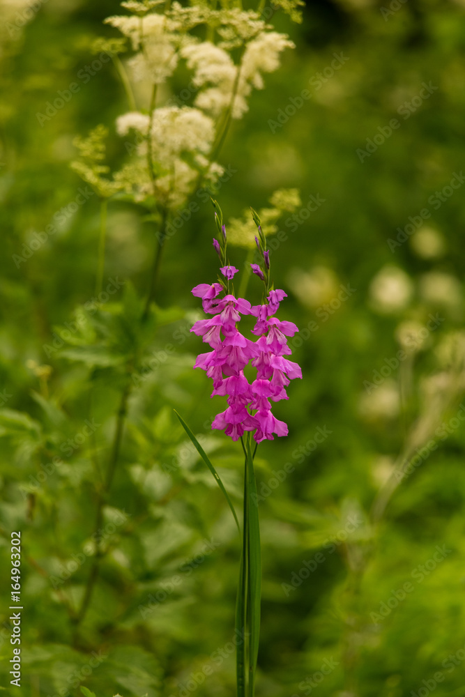 A beautiful pink turkish marsh gladiolus blossoming in a sunny afternoon meadow. Vibrant natural scenery. A beautiful pink turkish marsh gladiolus blossoming in a sunny afternoon meadow. Vibrant natural scenery.