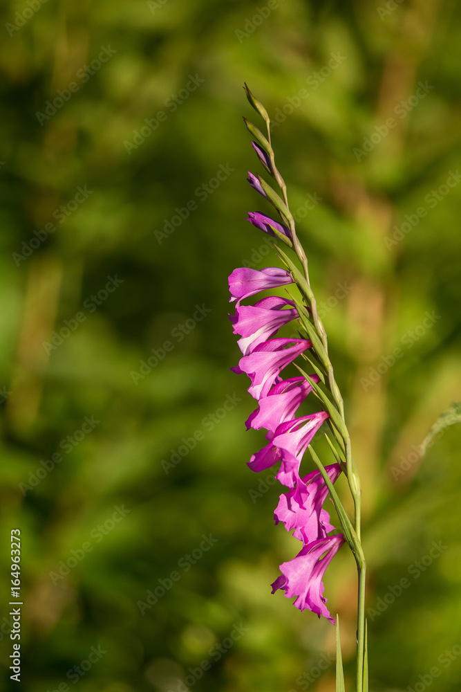 A beautiful pink turkish marsh gladiolus blossoming in a sunny afternoon meadow. Vibrant natural scenery. A beautiful pink turkish marsh gladiolus blossoming in a sunny afternoon meadow. Vibrant natural scenery.
