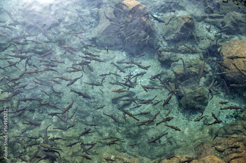Flock of fish