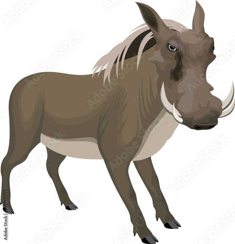 vector common warthog