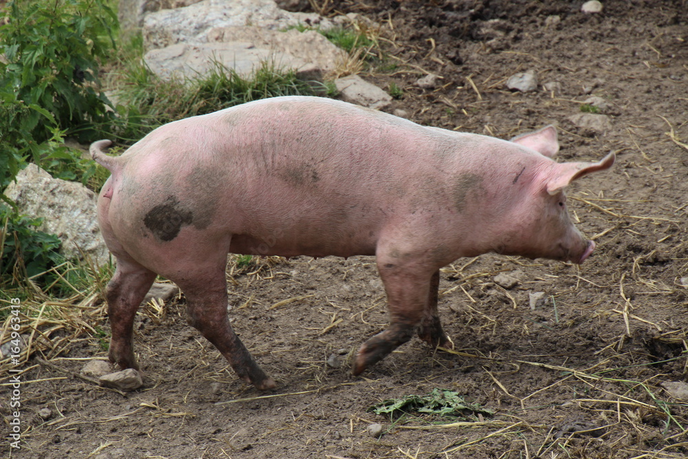 Ferkel Ferkel