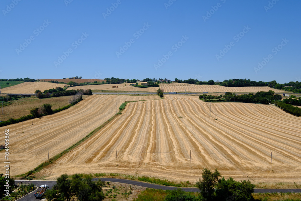 Senigallia. Corn Field