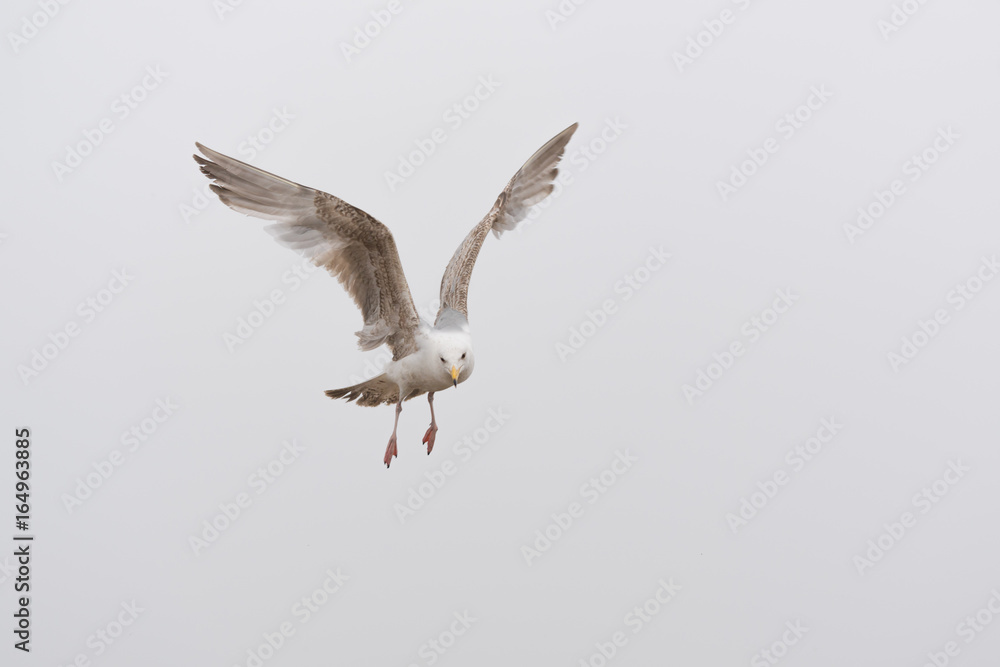Fototapeta premium seagull in flight