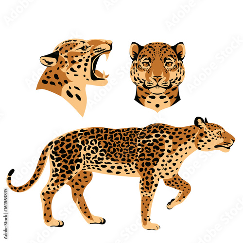 Set of jaguars