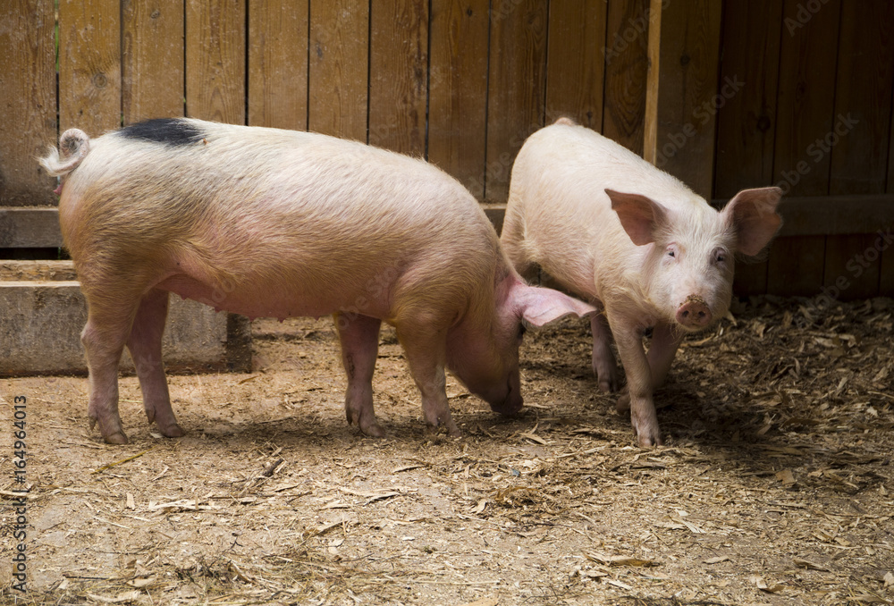 Two clean pink domestic pigs in the stable Two clean pink domestic pigs in the stable