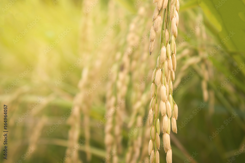 rice field in north Thailand, nature food landscape background. rice field in north Thailand, nature food landscape background.