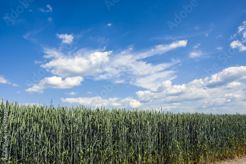 Green corn against the sky with clouds