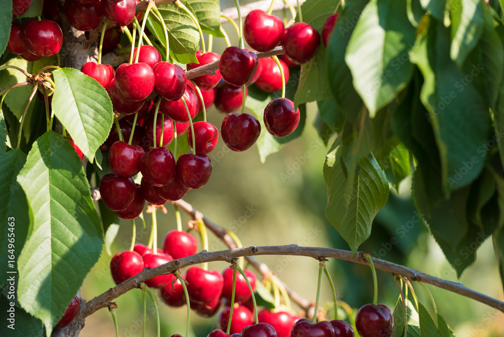 Cherry fruit in the garden of Tarragona, Spain. Cherry fruit in the garden of Tarragona, Spain.