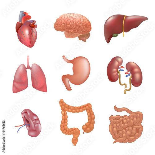 Realistic human organs set anatomy