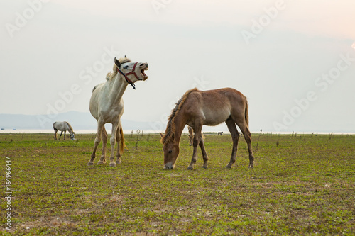 flock of domestic horse eating green grass in field © stockphoto mania
