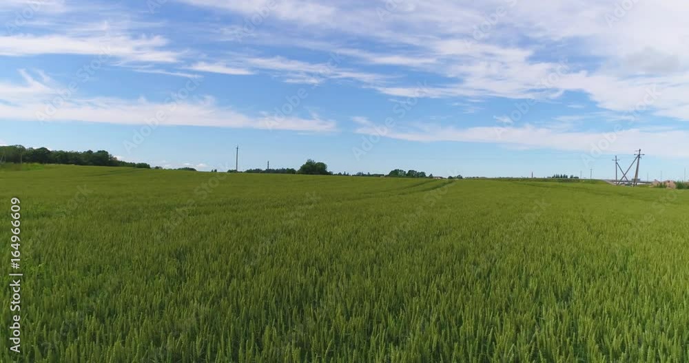 Flying very low over wheat fields in countryside. Aerial footage. Flying very low over wheat fields in countryside. Aerial footage.