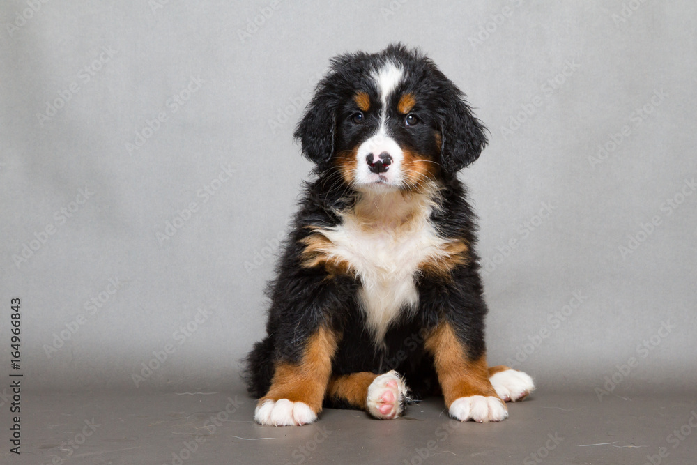 Berner Sennenhund Welpe Berner Sennenhund Welpe