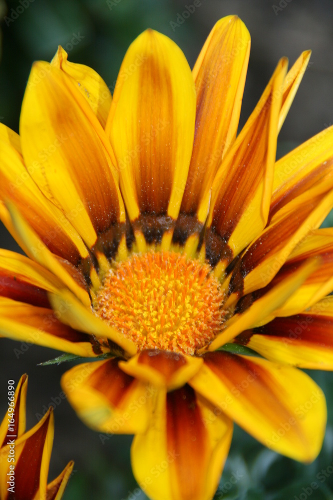 Gelbe Blume im Garten