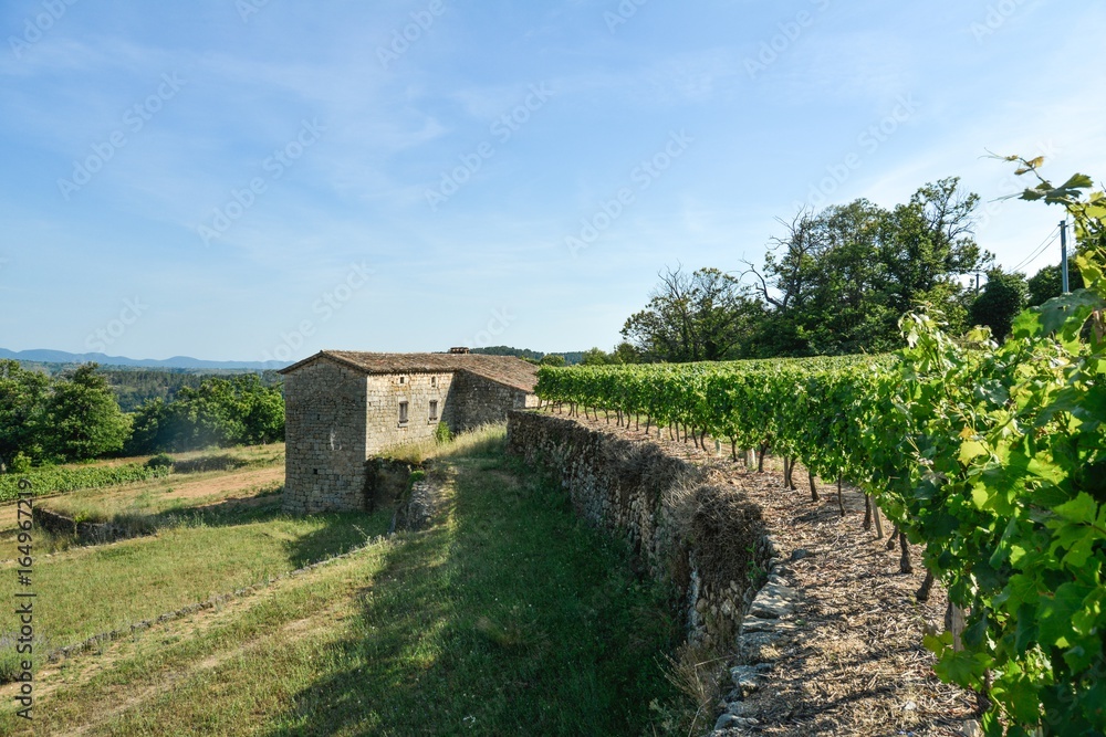 Fototapeta premium Dörfchen zwischen Weinbergen in Südfrankreich