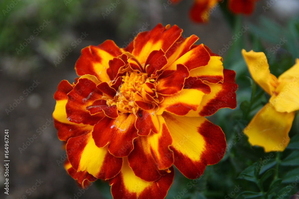Feuerrtot mit gelb Blüte Feuerrtot mit gelb Blüte