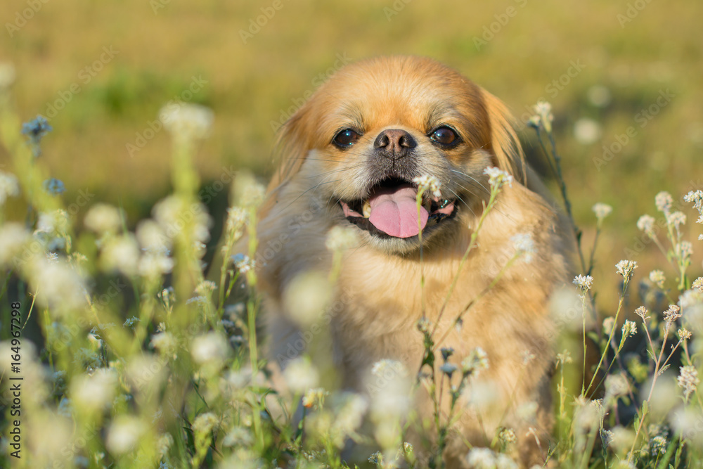 Little red light dog pekingese sit in field at warm evening and rest. Little red light dog pekingese sit in field at warm evening and rest.