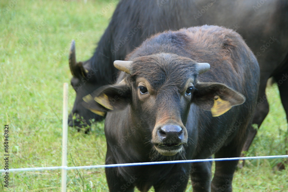 Naklejka premium Kalb