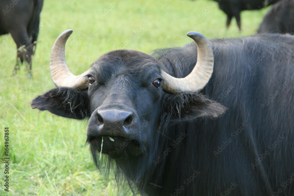 Naklejka premium Portrait Alb Büffel