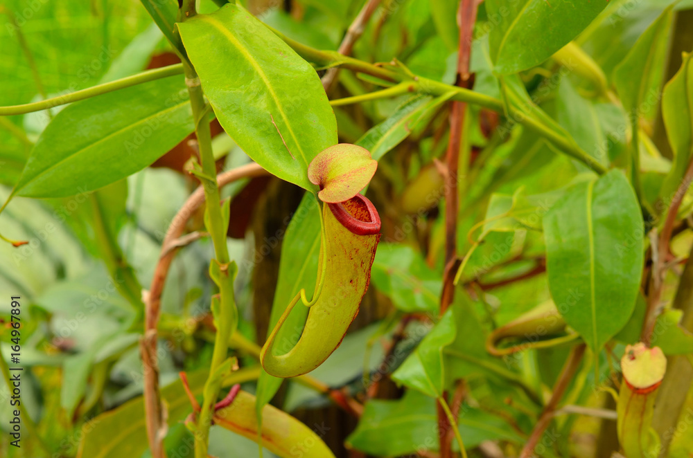Carnivorous or Nepenthes, Monkey Cup Carnivorous or Nepenthes, Monkey Cup