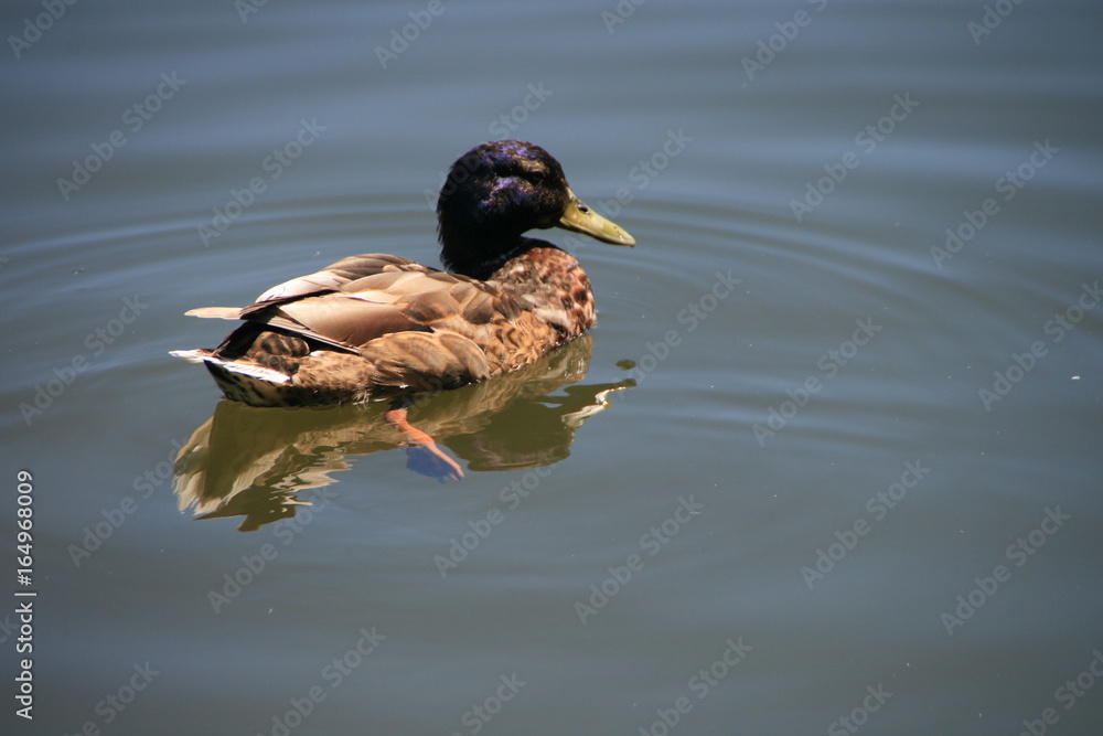 Fototapeta premium Ente im Wasser