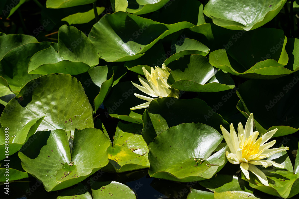 Nénuphar/Lotus. Stock Photo | Adobe Stock