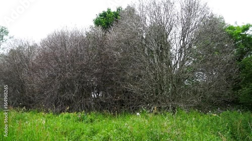 Caterpillar denuded trees.