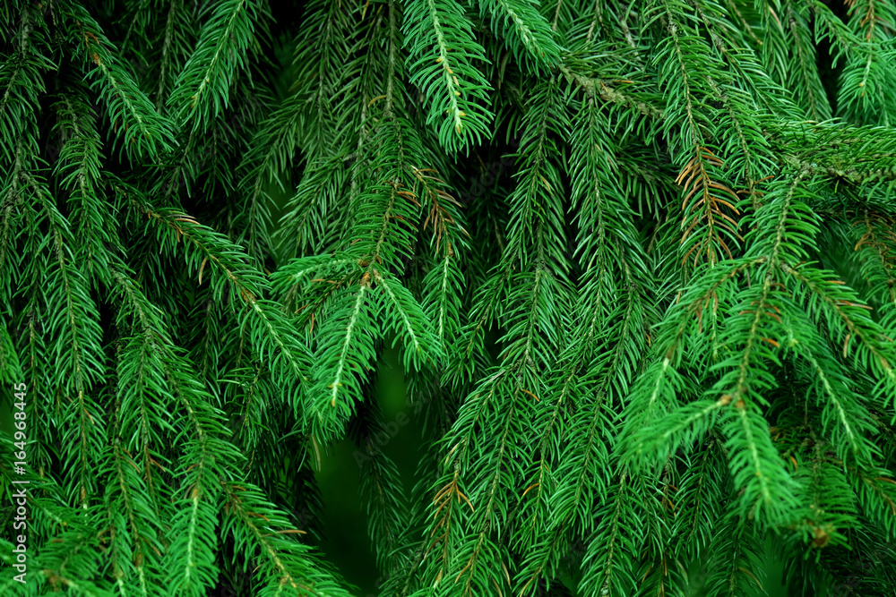 Photo of a fir tree. Branch needles texture.