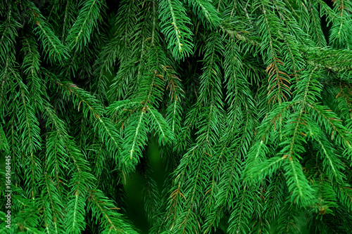 Photo of a fir tree. Branch needles texture.