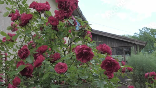 Red Rose Bush